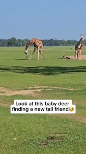 3.1M views · 8.2K reactions | A baby deer and a towering giraffe make...