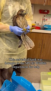 A red-tailed hawk was recently brought to the SPCA’s Wildlife Department for help after being found covered in oil. The hawk needed a thorough bath to remove the oil from his feathers. Thankfully the hawk was in good health and looked like a new bird in no time! He was released back into his natural environment the next day. #SPCACompassionInAction | The SPCA Serving Erie County, NY
