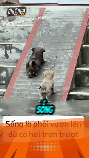 170K views · 2.7K reactions | bài học đầu đời  the first lesson of life | MrCapa TV | Facebook