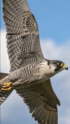The only bird that flies at 320 km/h without exploding! The reason will shock you🦅😱