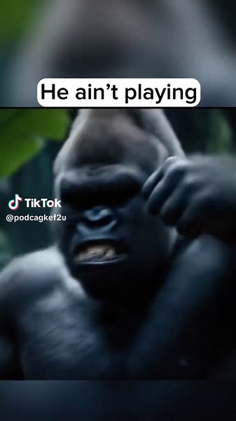 Understanding Gorilla Behavior and Emotions