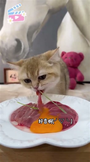 Golden kitten eating meat is so cute