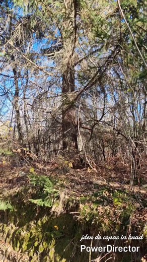 jder de copac in brad TikTok