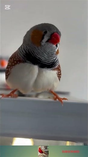 Tiny Bird Life: Singing Zebra Finch & Lovebirds Guarding Eggs! 🥚🐦