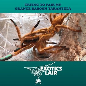 31K views · 665 reactions | Remembering The Mighty OG Ms. Lord Have Mercy  | Exotics Lair | Facebook