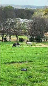 Baby horses, besties, and mama drama—welcome to the mare & foal pasture!
