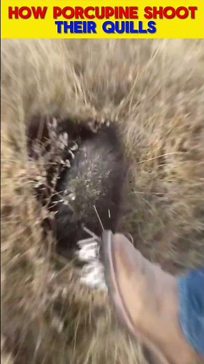 how Porcupine shoot their quills