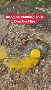 2.8M views · 18K reactions | If It Can Cook an Egg, What Can It Do To Your Dogs Paws ?? Remember in the heat of day (in England) during this heatwave, pavements and artificial grass can be scarily hot. | Southend Dog Training | Facebook