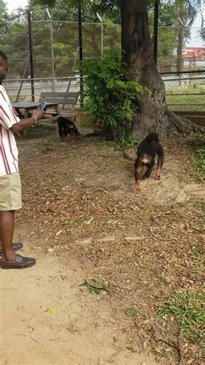 The Chimps encounter