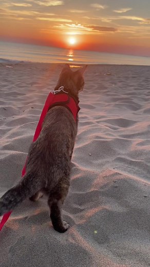 Beach Adventure with My Cat: Fun Moments at Sunset