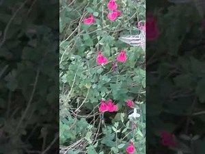 Hummingbird Moth - Hyles Lineata aka White Lined Sphinx.