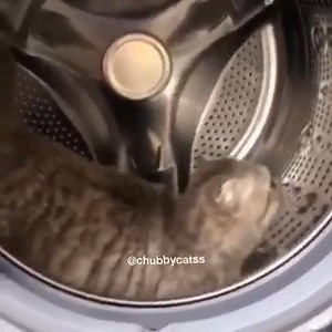 Chubby Cats on Reels