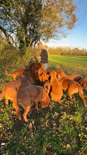 C’est l’heure du goûter pour mes Rouges ❤️ It’s snack time for my reds ❤️ #elevagededoguesdebordeauxlesmillediables #laplusgrossemeutederouge #doguedebordeaux #frenchmastiff #dogsofinstagram | Élevage de dogues de Bordeaux les mille diab/es