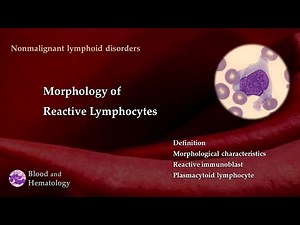 Morphology of Reactive Lymphocytes