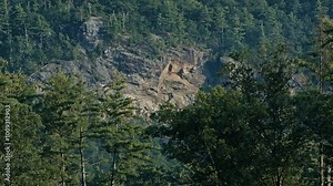 Pine forest on a ledge