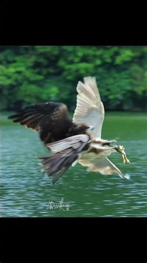 Eagle Snatches Food | Powerful Hunting Skills | Wild Animal Short Video