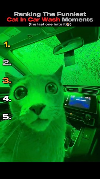 Cats First Time in Car Wash 😭 #funnycats #carwash #catmemes #fyp