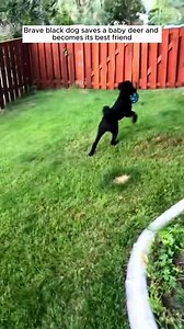 72K views · 2.9K reactions | Braver black dog saves a baby deer and becomes it’s best friend #rescue #animals #animalsoftiktok #rescueanimals #deer #deeroftiktok | Beautiful Dogs Love | Facebook