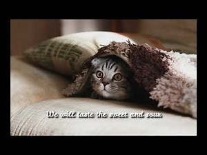 KARAOKE HD - LEARN TO MEOW (ENGLISH)