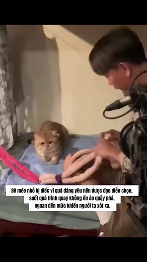 Mèo dễ thương: bé mèo đáng yêu trong 'Em chính là phong cảnh của anh'
