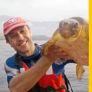 Thanks to a pair of passing kayakers, this lucky turtle was freed from its entanglement in a mass of stray fishing net. | National Geographic Science