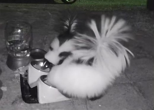 #asmr #doubletrouble #skunks #wild #wildlife