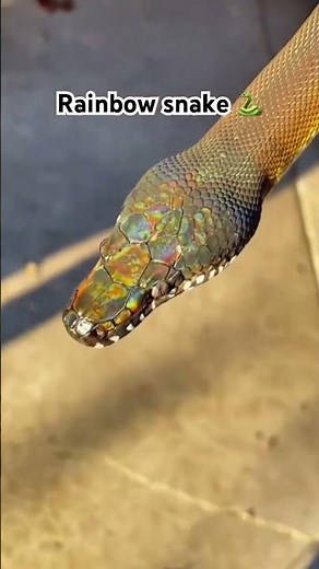 Spot a rainbow snake?🐍🌈Florida officials need your eyes,every sighting could save this rare beauty