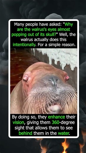 Why A Walrus Intentionally Pop Its Eyes