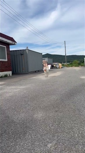 뽀송 복순이와 공놀이 #강아지 #동물농장강아지 #반려견 #애견영상 #cute #동물키우기 #puppy #복순tv #강아지일상 #shorts