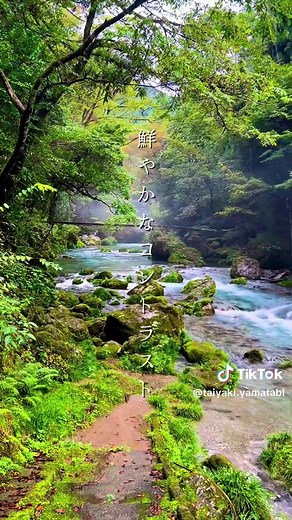 岐阜の神秘スポット#円原川 を紹介します！！ ここは美しい川に川霧が発生して、超神秘的雰囲気を醸し出しています😊 #岐阜観光 #絶景スポット #円原川伏流水 #山県