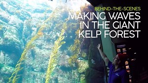 Take a look behind the scenes with aquarist Mike. He shows us what makes our Giant Kelp Forest exhibit special above and below the surface. | Birch Aquarium at Scripps