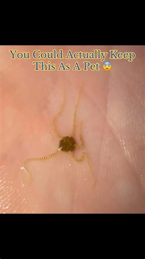 You Could Actually Keep This As A Pet 😨 #interesting