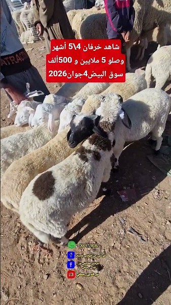 شاهد خرفان 4\\5 أشهروصلو 5 ملايين و 500ألفسوق البيض4جوان2026
