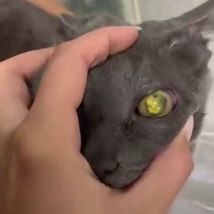 Linfoma ocular en un gato positivo para F📌elv.👨‍⚕️🩺🩹 . 📌El linfoma ocular es común en gatos que son positivos para los antígenos de Felv, y puede ser primario o secundario a un linfoma sistémico, e incluso puede conducir a este. . 📌La edad promedio de los gatos afectados es de nueve años. Normalmente, el tracto uveal y el iris son los sitios más frecuentemente infiltrados por la neoplasia. . 📌Este paciente de aproximadamente 7 años se presentó con signos de blefaroespasmos, epifura e hipe