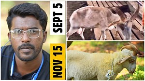 1.6K views · 56 reactions | Palai Result of Choudhary Goat Farm | FSA Entertainment | Facebook