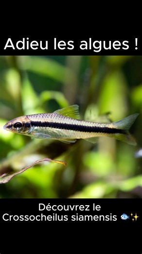 Tu veux réduire les algues dans ton bac sans produits chimiques ? Le Crossocheilus siamensis est un poisson actif et efficace, parfait pour t’aider à garder un aquarium propre, naturel et équilibré 🌿✨ ✔️ Efficace contre les algues ✔️ Actif et facile à observer ✔️ Idéal pour aquariums plantés 📍 En stock au magasin Aquaplante Sartrouville 160 Rue Léon Jouhaux, 78500 Sartrouville, FRANCE 🛒 Disponible aussi en ligne 👉 www.aquaplante.fr 🚚 Livraison : France, Belgique, Luxembourg, Pays-Bas, Allem
