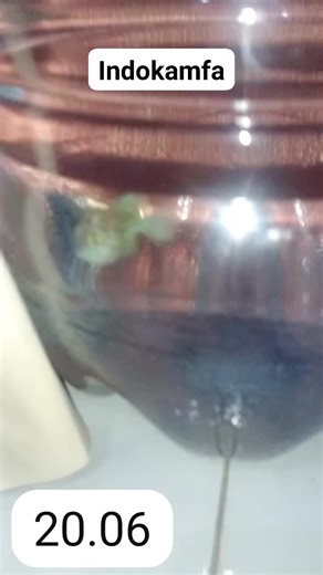 Indokamfa di buyer Size telunjuk dah jenong aja 🤩 #walidflowerhorn #flowerhorn #fish #fishing #ikan #sea #laut #akuarium #louhan #america #cichlid SEMUA ORANG Sorotan | Rijwan Walid