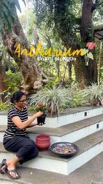 Anthurium potting #home #garden #anthurium