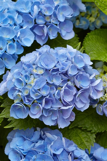 6 Tips for Getting the Most Beautiful Blue Hydrangea Blooms in Your Garden