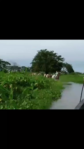 #gado #nelore #vaqueiro #pecuariabrasil🇧🇷🐂🐂🐂🐂