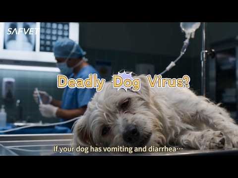 Canine Parvovirus (CPV) Explained | Symptoms& Early Detection