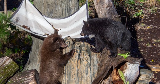 You can finally see the Cincinnati Zoo's first 2 Bear Ridge residents, Hazel and Juniper