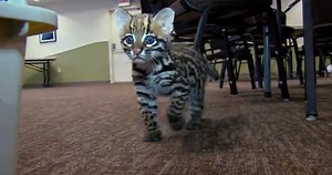 Baby Ocelot At Play FX Archer | The Mary Sue