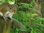 When squirrels attack: Curious critter leaps at woman's head