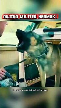 Anjing Militer Paling Ganas Ini Tiba-tiba Luluh?! 😭💔 #Dog2022 #cuplikanfilm