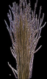 Fresh cut hurdle willow | Musgrove Willows