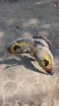 O pavãozinho-do-pará tem asas que impressionam!