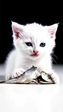 Relaxing Kitten Feeding: Raw Sardine 🌊 Satisfying Chewing