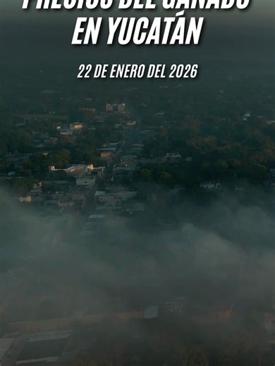 Precios de ganado en Yucatán al 22 de enero 2026