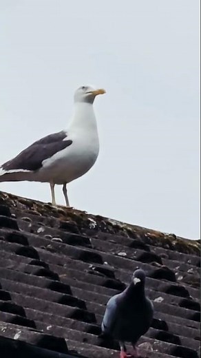 seagulls Sounds #seagulls #herringgullcall